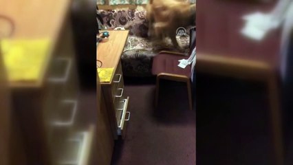 ZONGULDAK - Uyuşturucu operasyonu