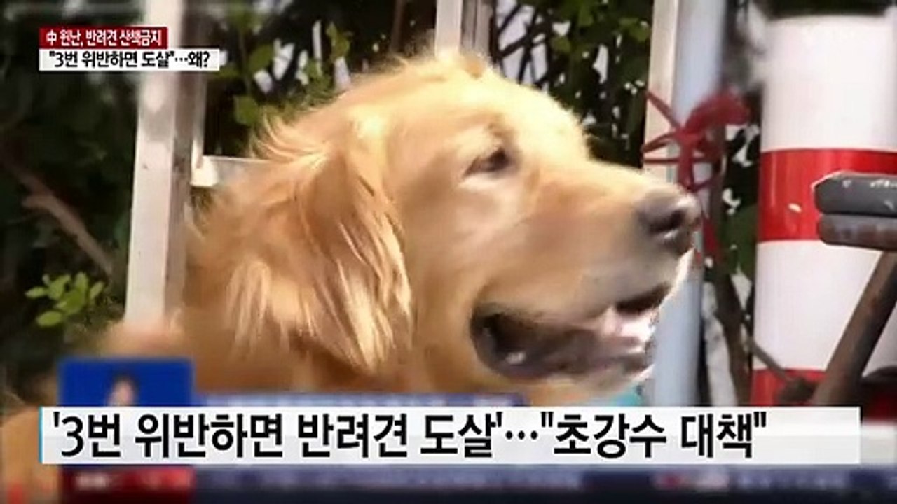 "산책 세 번 하면 반려견 도살"...비난 쏟아진 中 윈난성 정책 / YTN