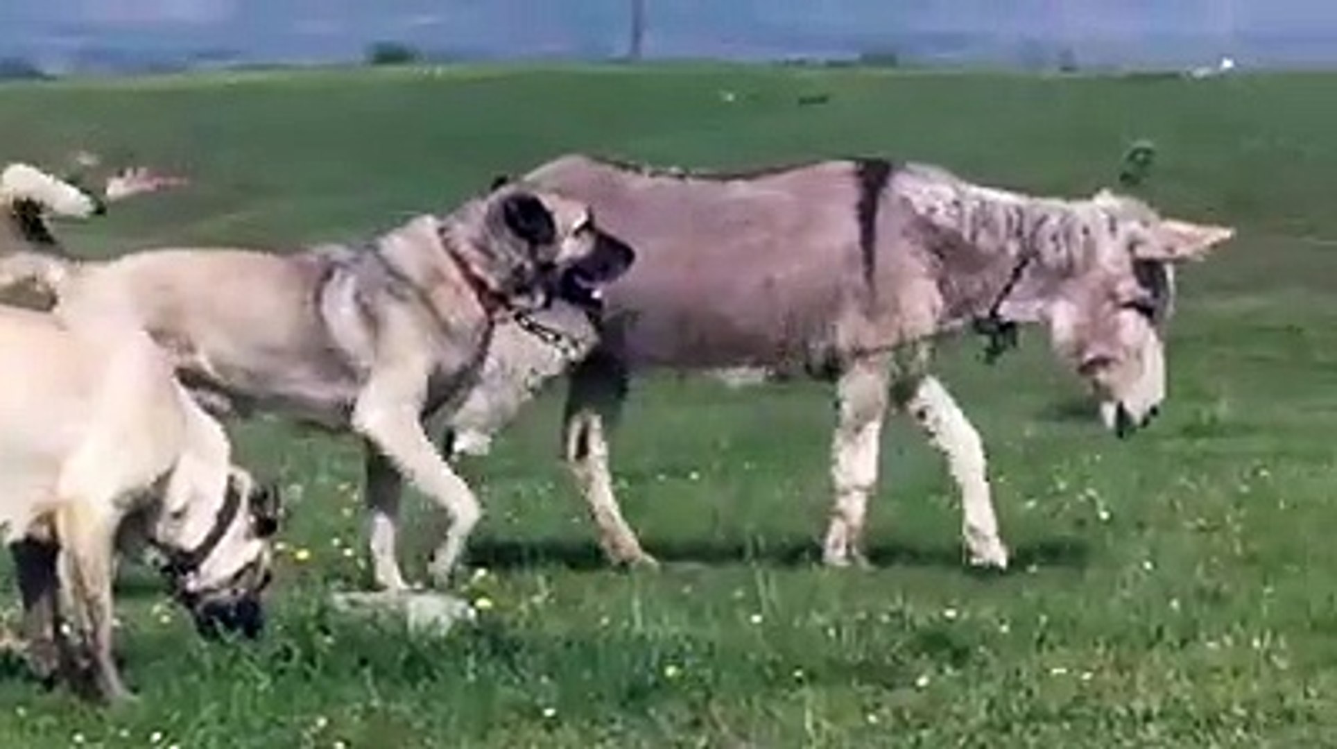 ⁣ESSEK BOYUNDA SiVAS KANGAL KOPEKLERi - GiANT SHEPHERD DOGS and DONKEY