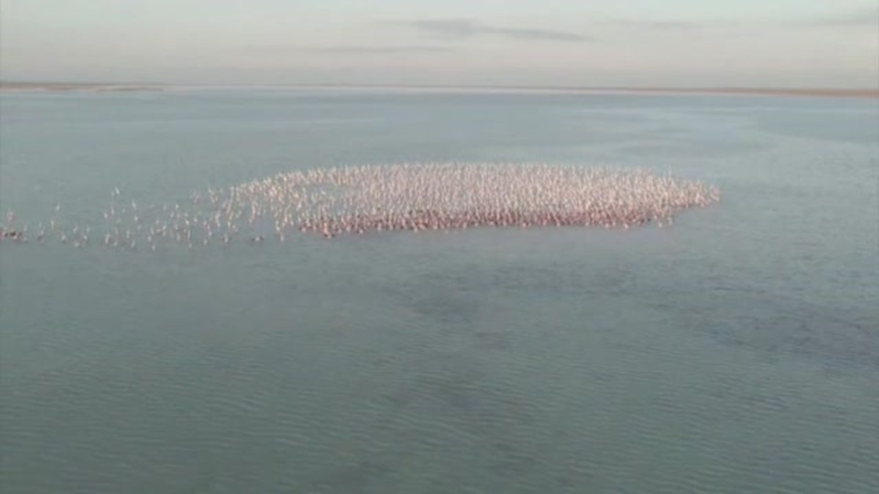 Miles de flamencos se reúnen en un lago de Kazajistán en plena migración hacia su lugar de invernada
