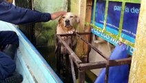 Mexican Navy rescues dog trapped in floodwaters