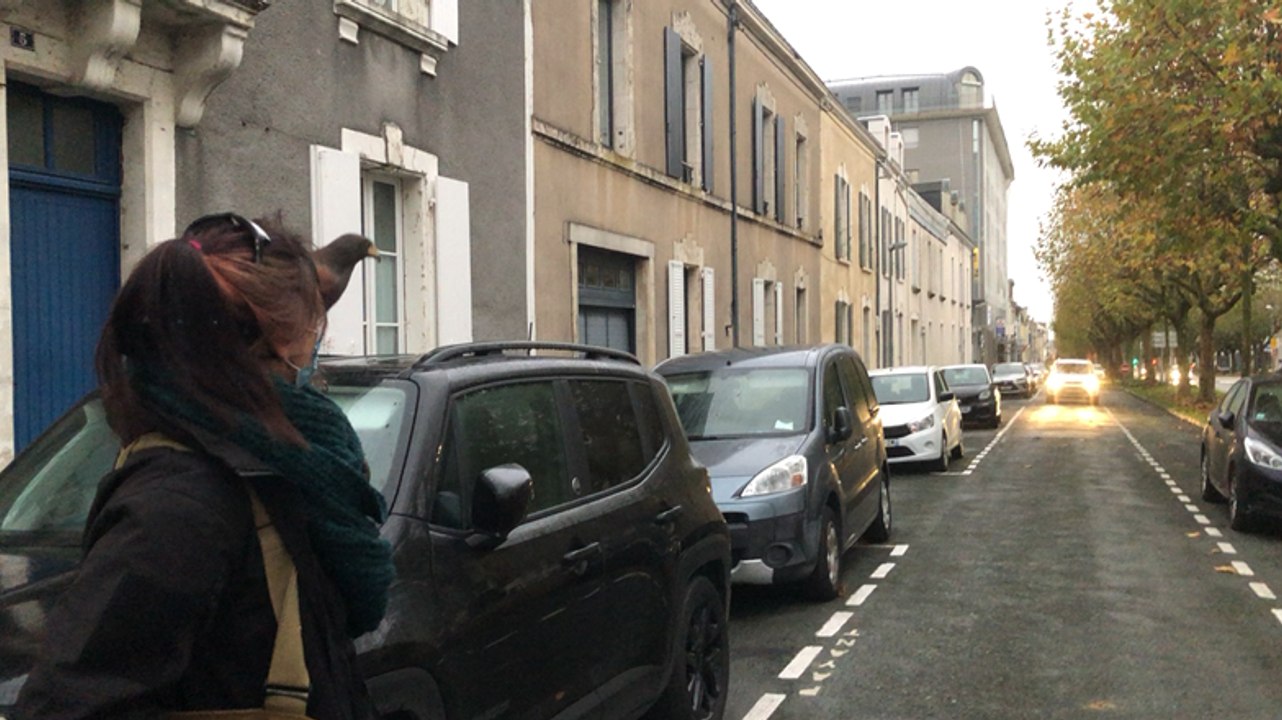 La campagne d’effarouchement a commencé