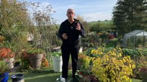 Roland Motte, jardinier : rempotez vos plantes, c'est capital pour leur développement