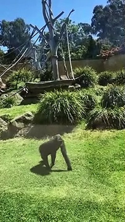 Ce gorille adorable vient s'occuper d'un oiseau blessé