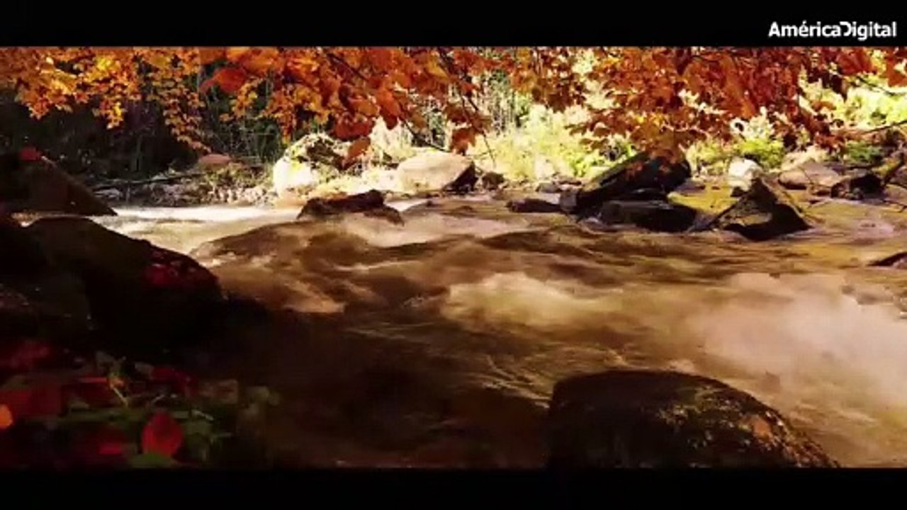 Científicos buscan salvar a un extraño pez que vivió con los dinosaurios hace más de 65 millones de años