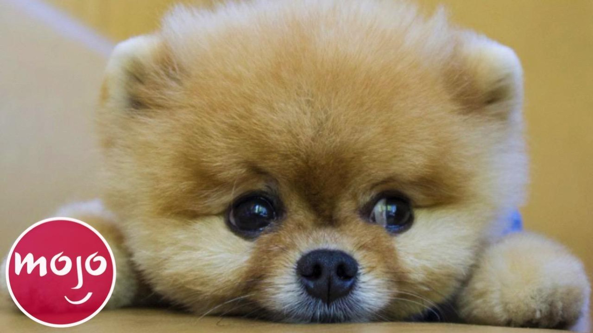 top 20 cutest dogs