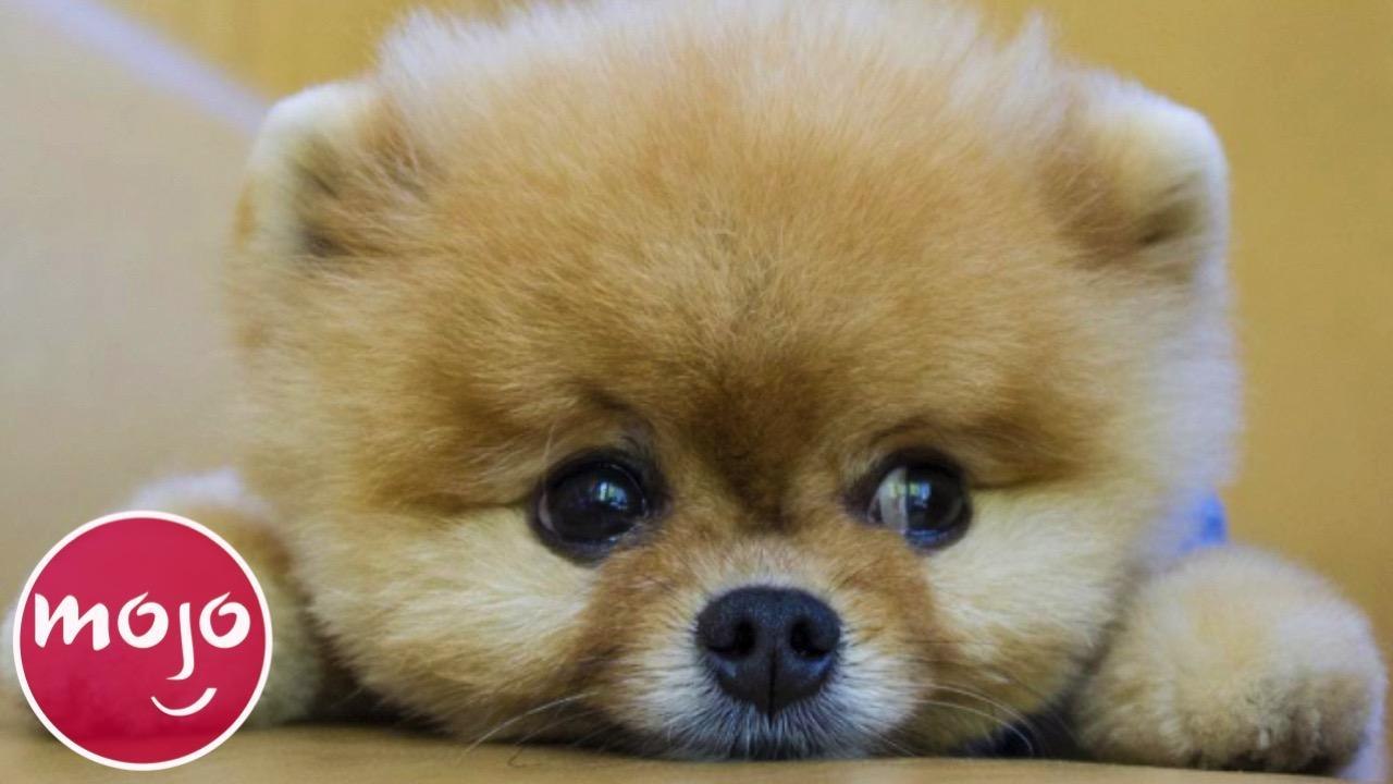 Top 20 Dog Breeds That Have the CUTEST Puppies