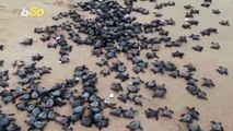Watch as Millions of Baby Turtles Make Their Way out to Sea From Deserted Indian Beach