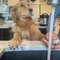 Golden Retriever Gets Paws Washed At Sink Amidst Coronavirus Pandemic