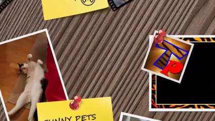 Funny KIDS vs ZOO ANIMALS are WAY FUNNIER! - TRY NOT TO LAUGH_