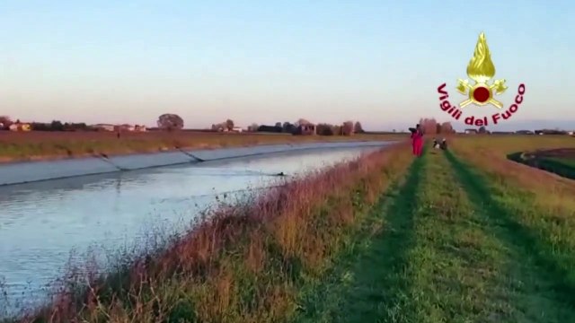Budrio (BO) - Capriolo bloccato in un canale, salvato dai Vigili del Fuoco (18.11.20)