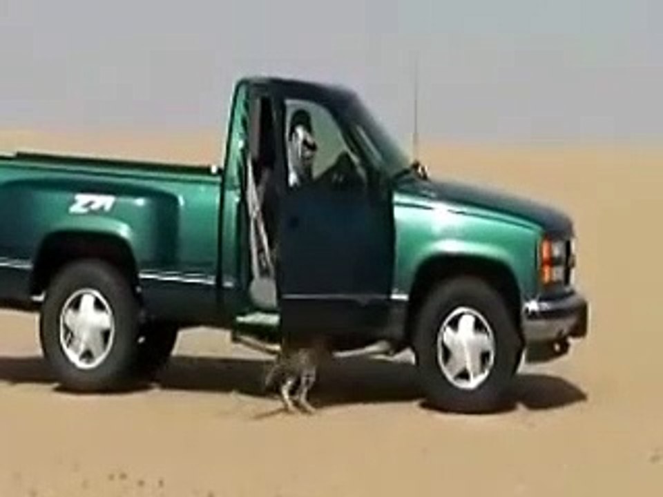 صيد غزلان بالفهد