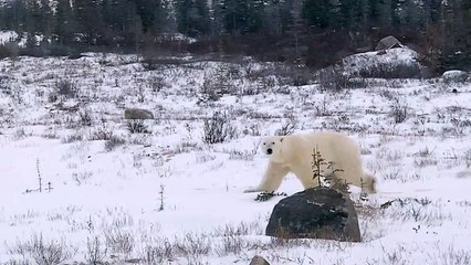 Polar Bear Walks Close to People