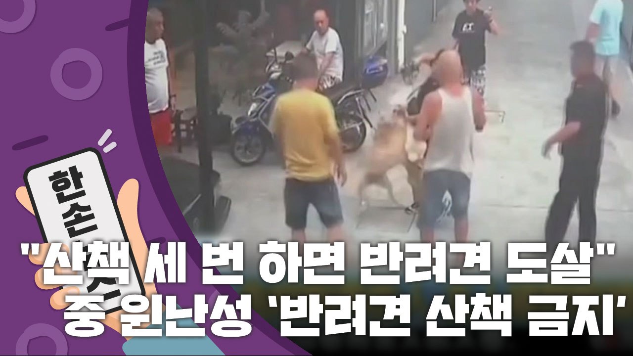 [15초 뉴스] 반려견 산책 세 번 걸리면 '도살'...논란 휩싸인 中 윈난성 정책...