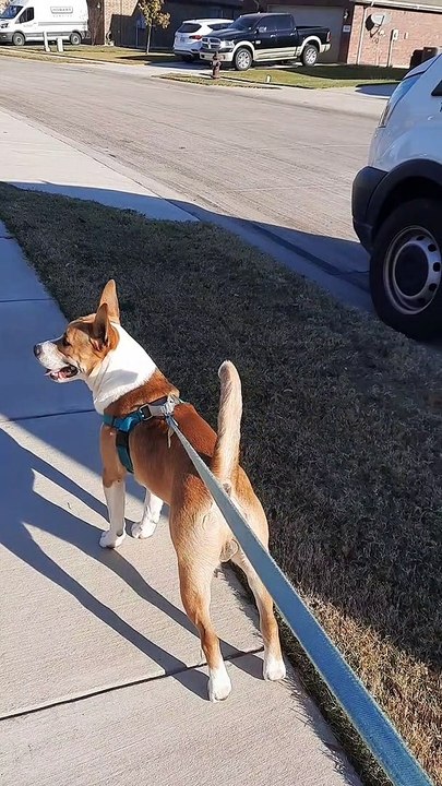 Tucker Carlson Alone on A Walk