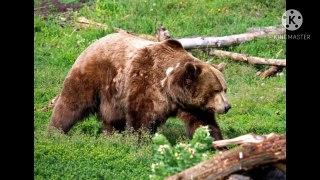 Grizzly Bears wildlife