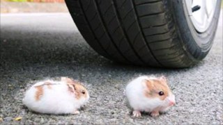 Experiment Car vs Hamster Mouse | Crushing crunchy & soft things by car