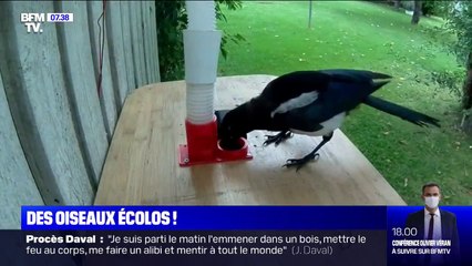 Comment des pies ramassent des capsules perdues dans la nature en échange de cacahuètes