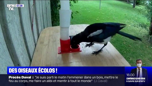 Comment des pies ramassent des capsules perdues dans la nature en échange de cacahuètes