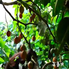 Amazing Chinese Food Cooking Skill