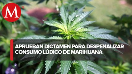 Comisiones del Senado aprueban dictamen para legalizar la marihuana