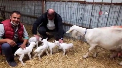 Beşiz doğuran Akkız sahibini sevindirdi