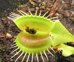 Video herunterladen: Así caza una planta carnívora