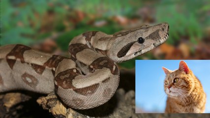 Los vecinos patean y golpean con palos a una gigantesca pitón para salvar a un gato callejero