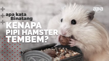 Berbagai kelakuan hamster yang bikin gemas
