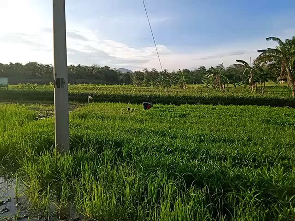 Covid -19 Bikin Pupuk Langka, Warga Bonto Manai Tak Tanam Padi