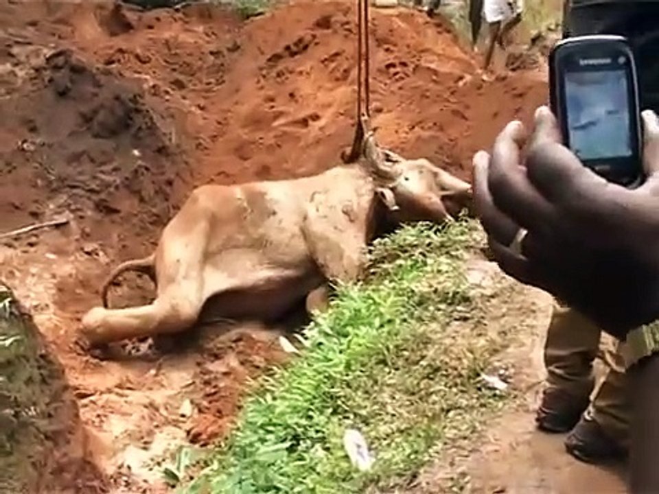Elephant rescued from trap _ a feel-good success story from India