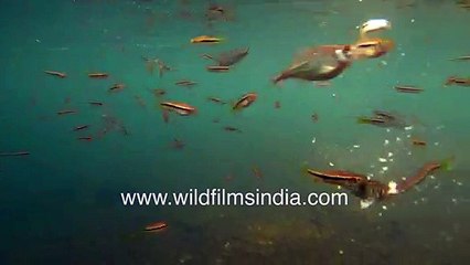 Gold-coloured freshwater fish feeding under blue waters filmed on GoPro