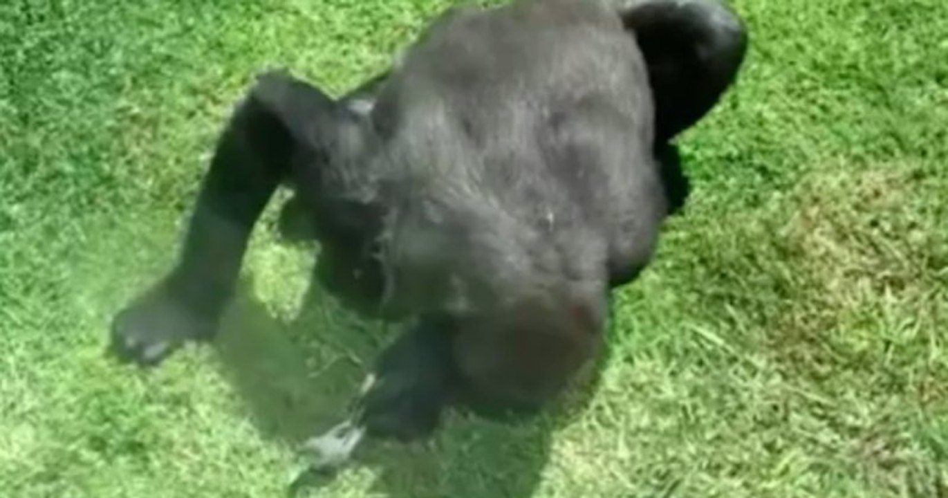 Cette vidéo montre un gorille tentant d'aider un oiseau blessé à voler