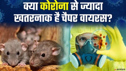 दुनिया पर मंडराता Chapare virus का खतरा, ये क्या हैं, कैसे फैलता है और क्या हैं इसके लक्षण?