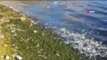 Nallıhan'da toplu balık ölümleri dikkat çekti