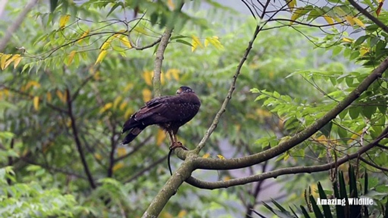 Great Crested Eagle kills and eats Crowned Snake | Animals fight to the death