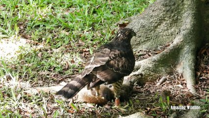 Goshawk hunting Squirrel in the park | Animals fight to the death