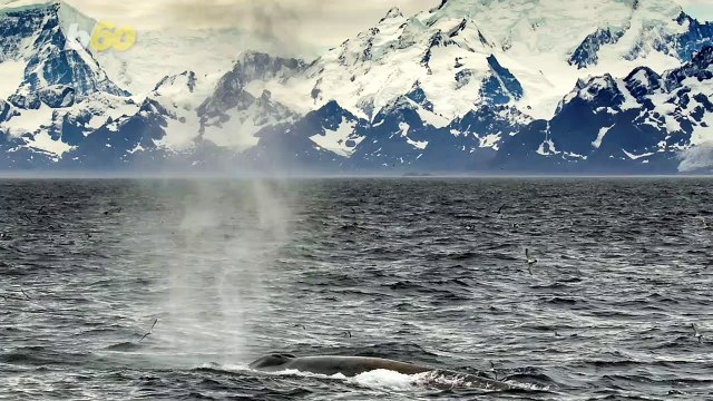 Endangered Blue Whales Return After Brink of Extinction