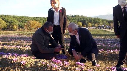 KARABÜK - CHP Genel Başkanı Kılıçdaroğlu safran hasadı yaptı