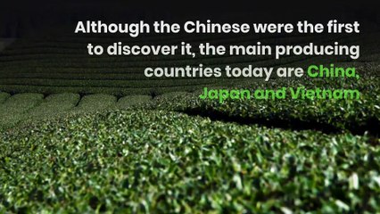 8 Health Benefits of Green Tea