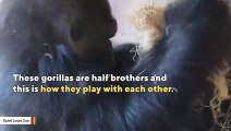 Watch gorillas brothers play with each other