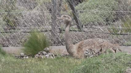 Nacen los primeros charitos, icónica especie patagónica en peligro de extinción