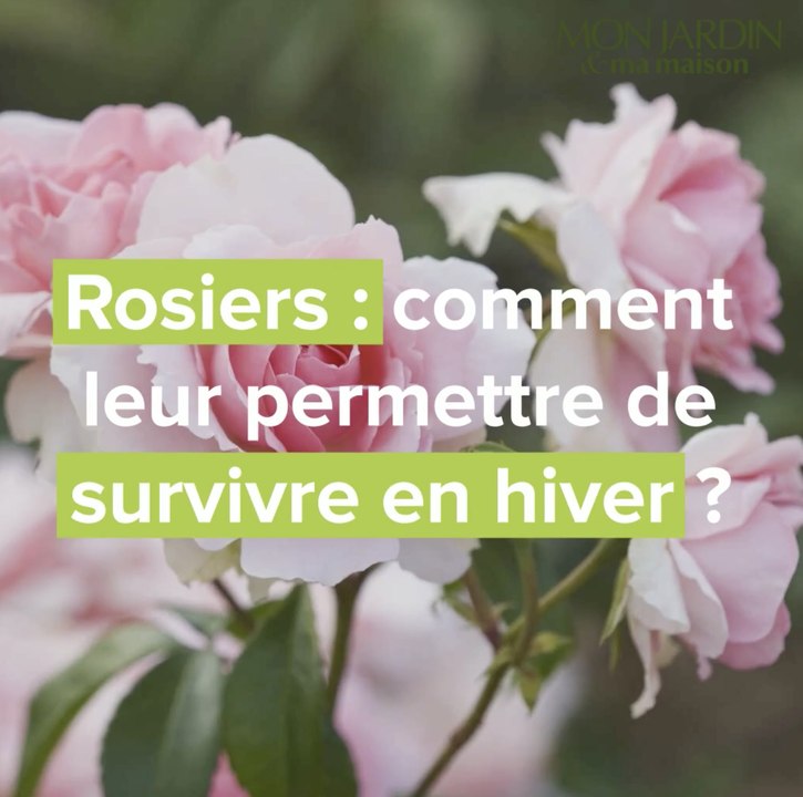 Rosiers : comment leur permettre de survivre en hiver ?