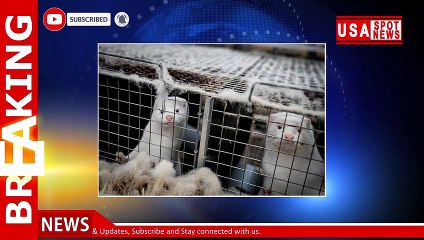 Download Video: Sweden mink industry workers test positive for COVID-19 amid mutant outbreak