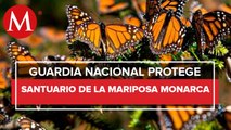 Guardia Nacional ‘vigila’ el vuelo de la mariposa monarca en Michoacán