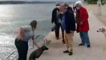 KOCAELİ -  Boğulma tehlikesi geçiren köpeği denize kıyafetleriyle giren kadın veteriner kurtardı