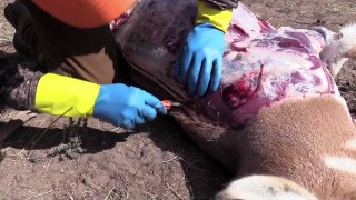 How to Clean Big Game with the Gutless Method