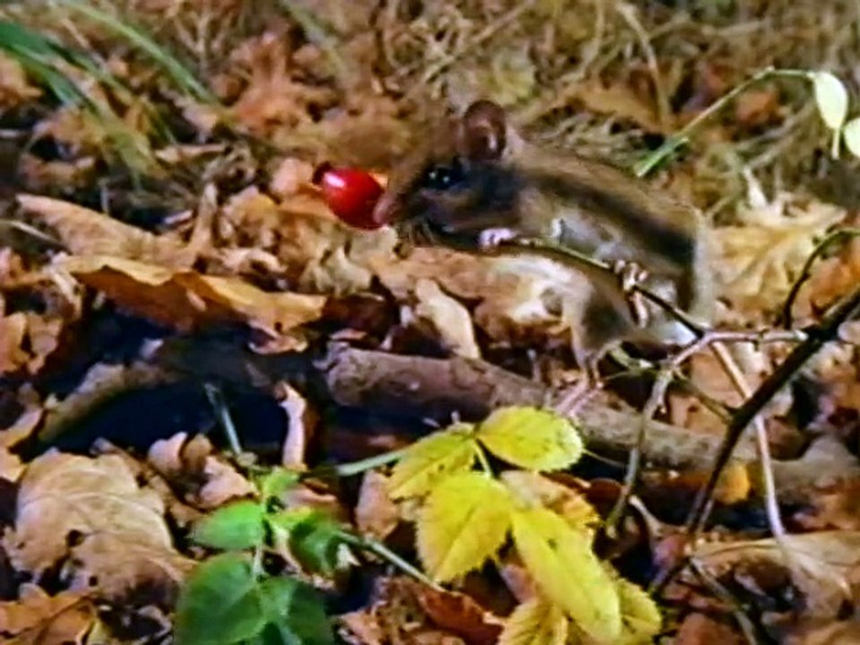 Baby Einstein Baby Dolittle Neighborhood Animals 01 Vhs Video Dailymotion