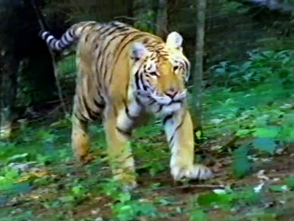 Baby Einstein Baby Dolittle World Animals 01 Vhs Video Dailymotion