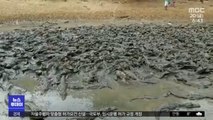 [이슈톡] 물웅덩이로 몰려든 브라질 악어떼